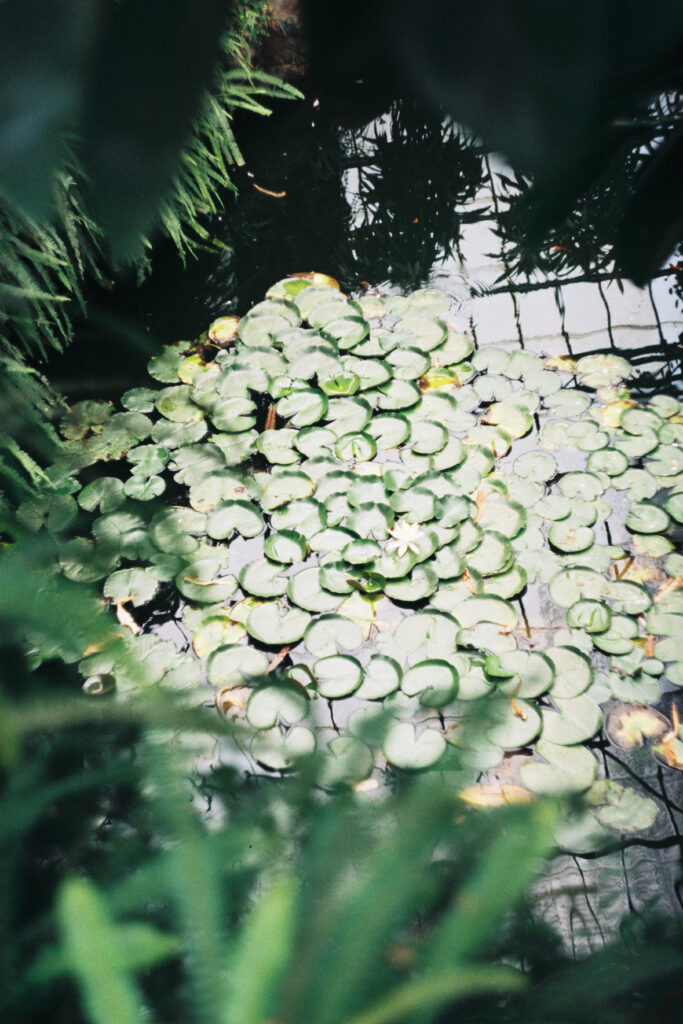 Top view of water lilies in a small pond at the Estufa Fria located in Parque Eduardo VII in Lisbon