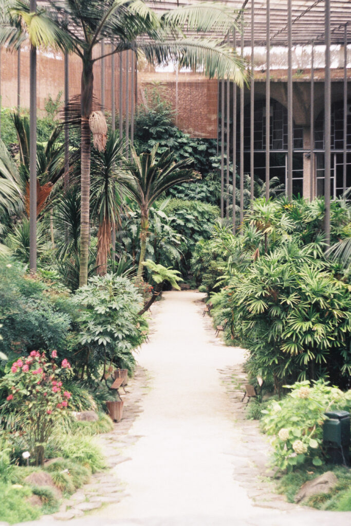 Sandy path among exotic plants in the Estufa Fria located in Parque Eduardo VII in Lisbon